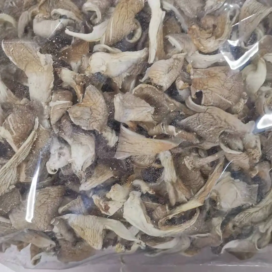 high quality mushroom dried pleurotus ostreatus dried oyster mushroom wholesale
