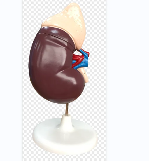 3329 renal anatomy model, factory direct sales of various biological teaching models