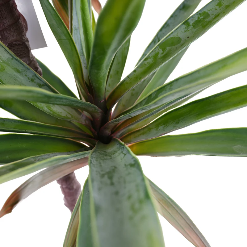 Factory supplier wholesale sisal hemp agave plants for outdoor garden decoration artificial plant tree sisalana bonsai plant