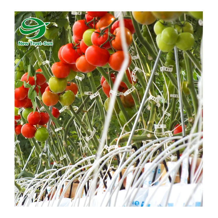 Polycarbonate sheet Green house tomato hydroponics growing greenhouse for agricultural