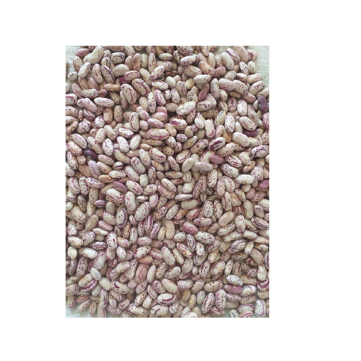 Non-GMO High Grade Natural Bulk Dried Speckled Beans from Uzbekistan Speckled Cranberry Kidney Beans for Food