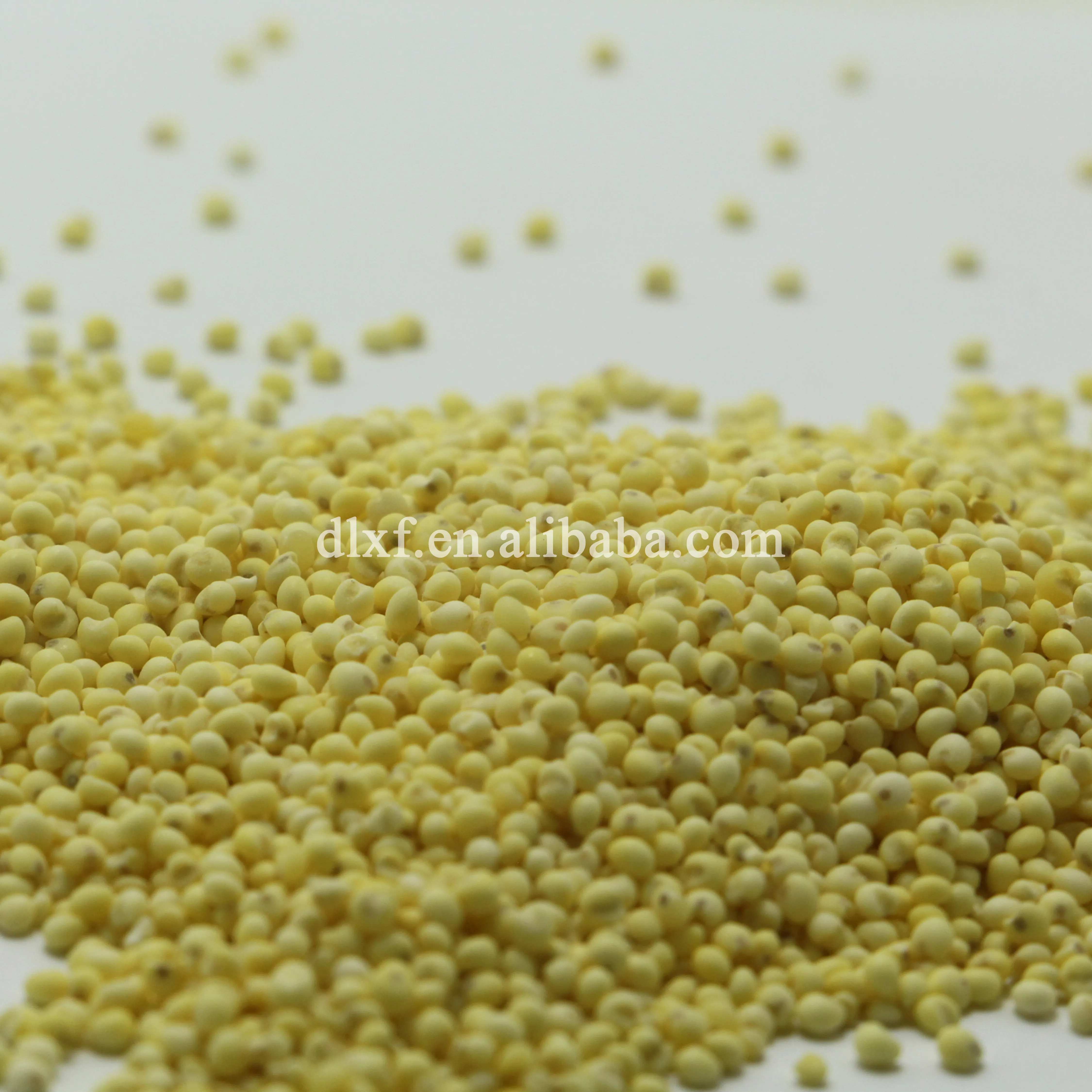 Wholesale High Quality yellow organic Millet