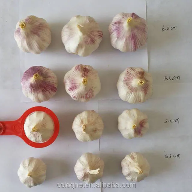 Price special fresh garlic.best quality garlic.red white garlic