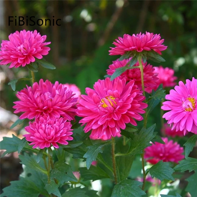 FiBiSonic 200 PCS/BAG China Aster Flowers Seed Chrysanthemum Seeds Easy To Plant Mixed Color Double Flower Seeds