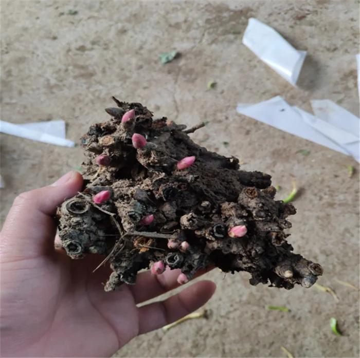  Китайские лампы высокого прорастания Shao yao Paeonia лактиflora для продажи