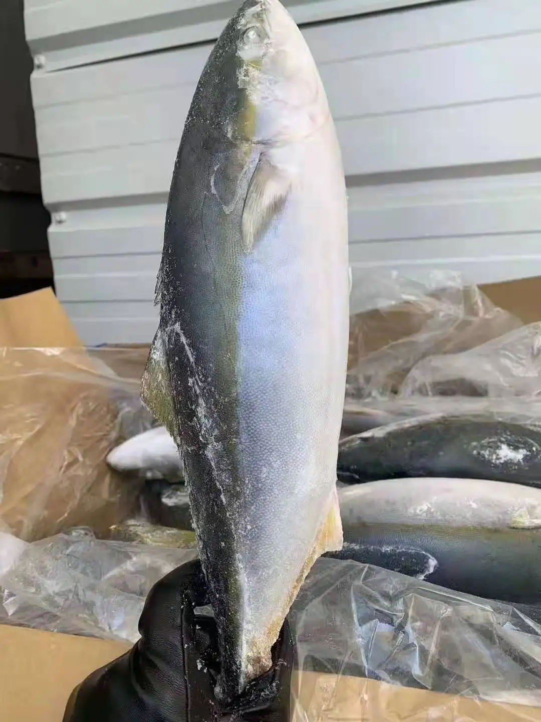 kanpachi Frozen fish cut yellow tail yellow taillla longiceps by wild planet new caught Japan origin for human consumption