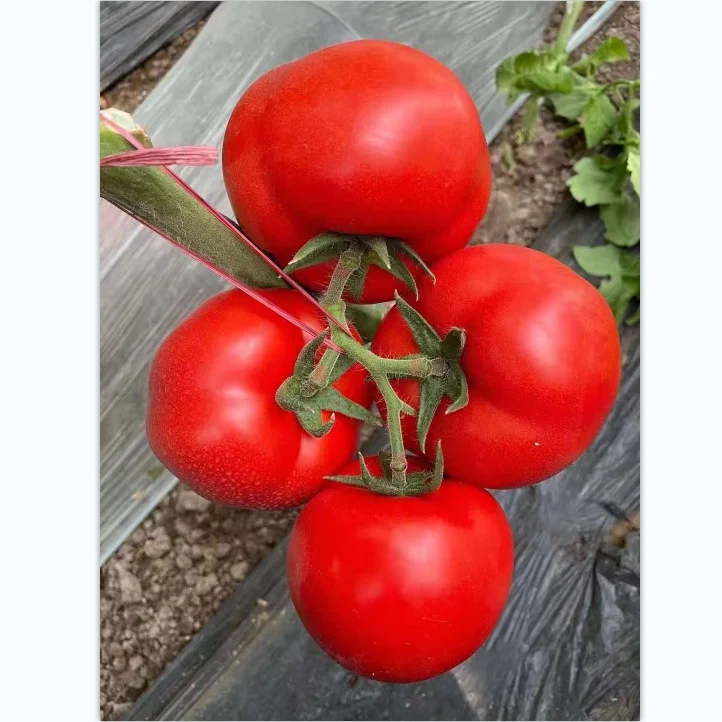 Непрерывные гибридные F1 семена томатов для посадки