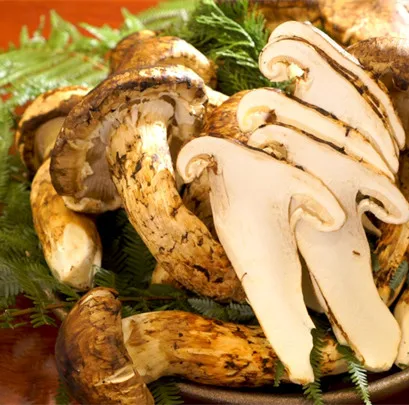 detan Export Wild freeze dry matsutake slices matsutake freeze dried for sale