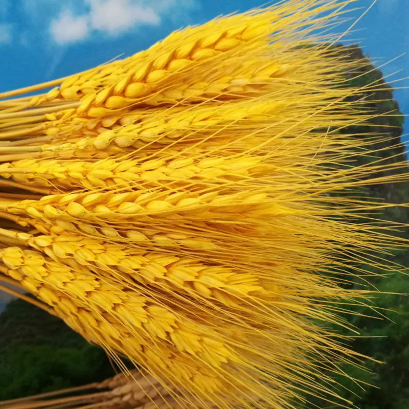 Hot Sale Natural Craft Dried Flower Real Golden Dry Wheat Flower For Decoration