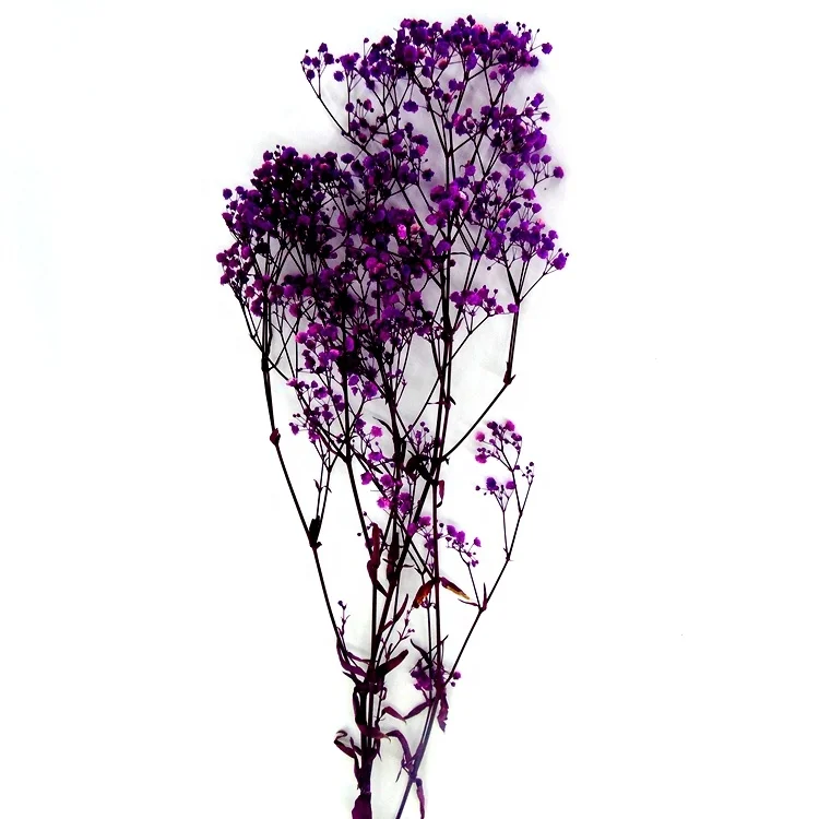Factory  preserved gypsophila preserved flower bouquet preserved flowers and plants  dried lavender flowers
