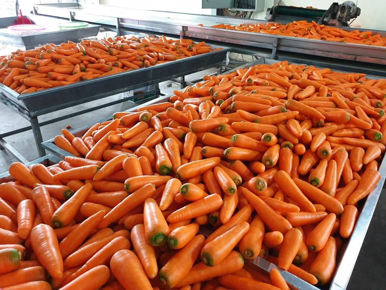 Свежая морковка низкая цена низкий минимальный заказ лучшее качество бренд производитель OEM ODM обслуживание горячие продажи овощи упаковка логотип