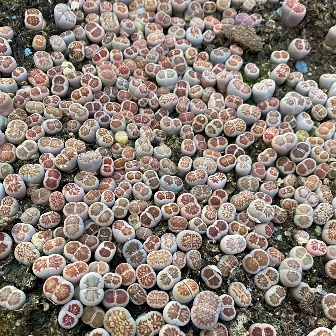
 Kiku Lithops оптом, lithops kiku лоток, семена, суккуленты, живые камни, мини Lithops  