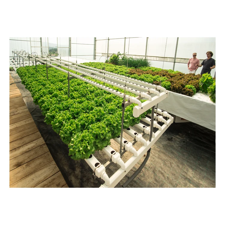 
Expertise Hydroponics, Aeroponics & Aquaponics System Consultancy/Mentoring Facilities 