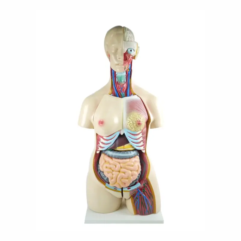 Human Half Body Manikin Organ Teaching Model, Anatomical Human Body Torso Anatomy Model