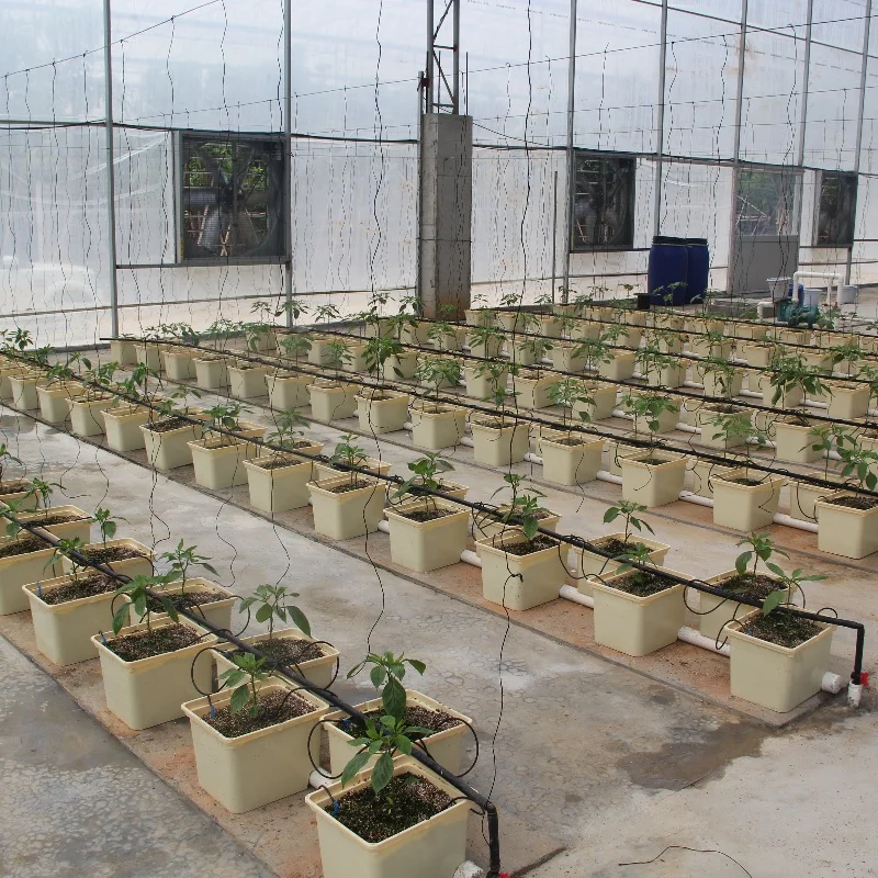 greenhouse dutch bucket hydroponics tomato bucket system for greenhouse