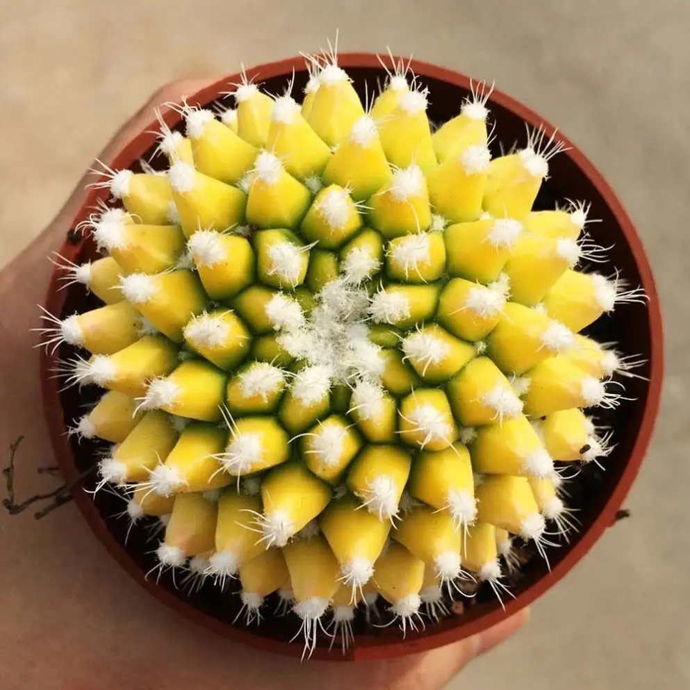 
6-7cmSpring jasmine flowering cactus natural brocade anti-radiation formaldehyde absorption fleshy plants indoor green plants po 