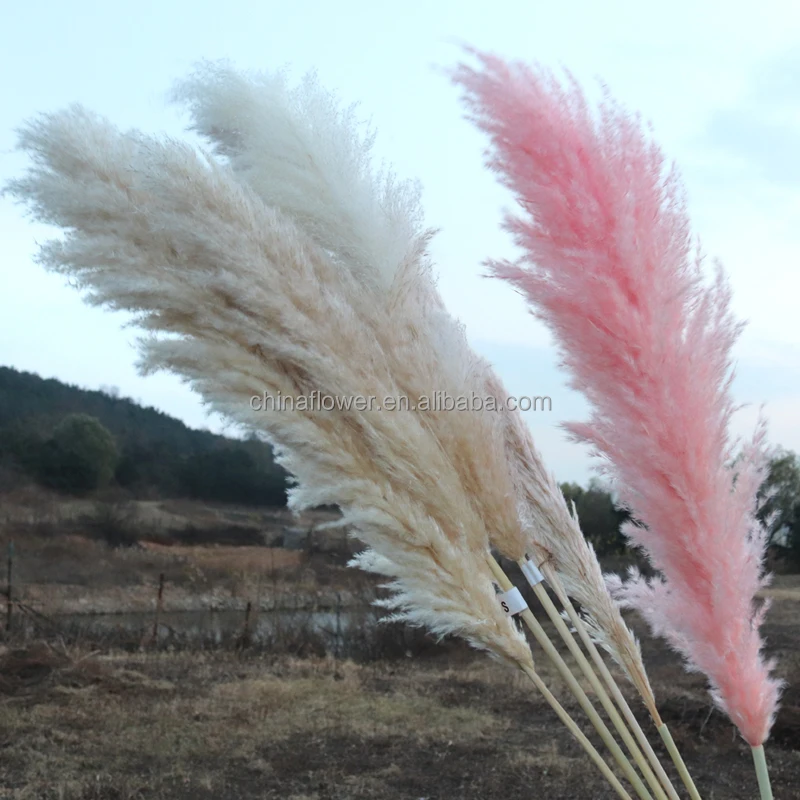 FCD1005  Natural Dried pampas grass dried flowers for home and wedding decoration hot for sale