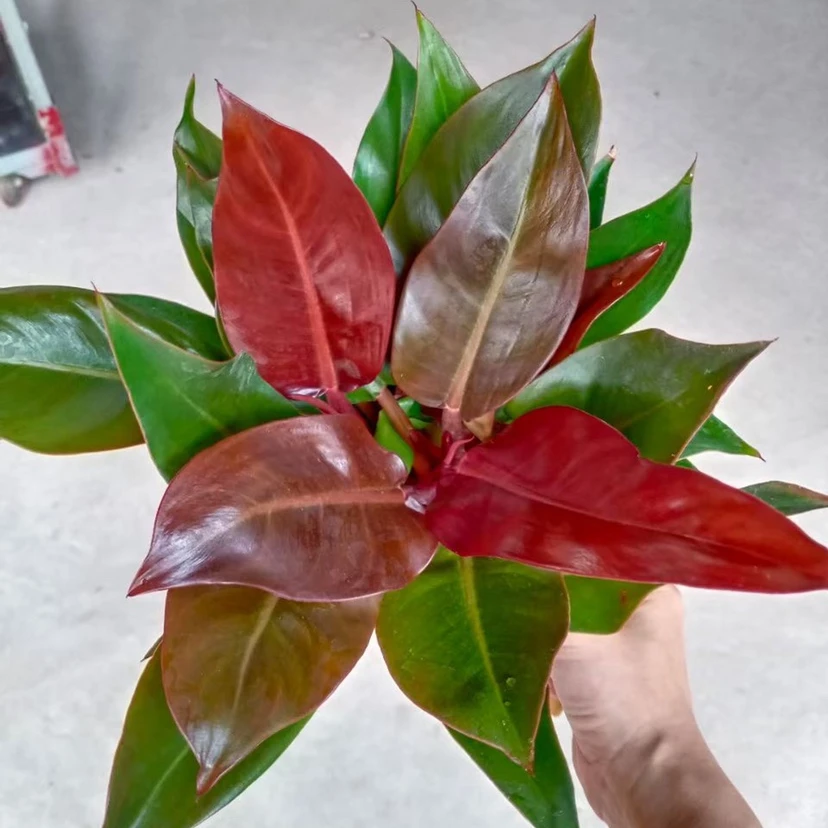 Натуральные растения красное солнце 3 в 1 филодендрон красочный филодендрон и филодендрон