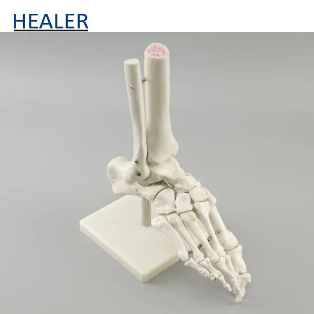 Human Foot Joint Model,Anatomical model of foot,Foot bone model
