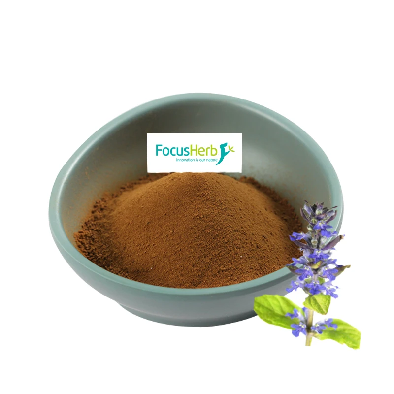 
FocusHerb Ajuga ciliata Bge Ajuga Turkestanica Extract Turkesterone 