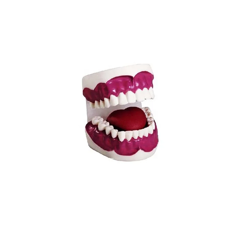 DARHMMY Medical Science Oral Care Product Twice Large Dental Care Health Model with 28 Teeth