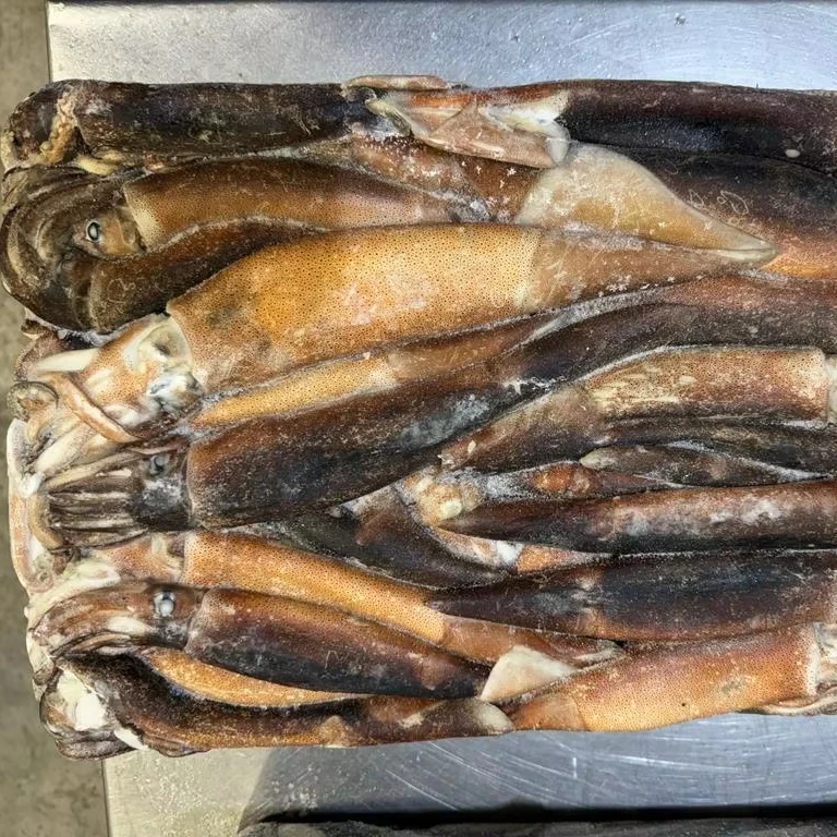 Frozen Illex Squid Argentina Illex Whole round Calamari Squid Whole round Squid