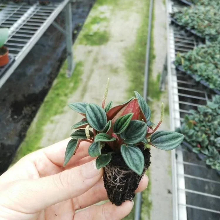 Тканевая культура рассады рубиновый перец