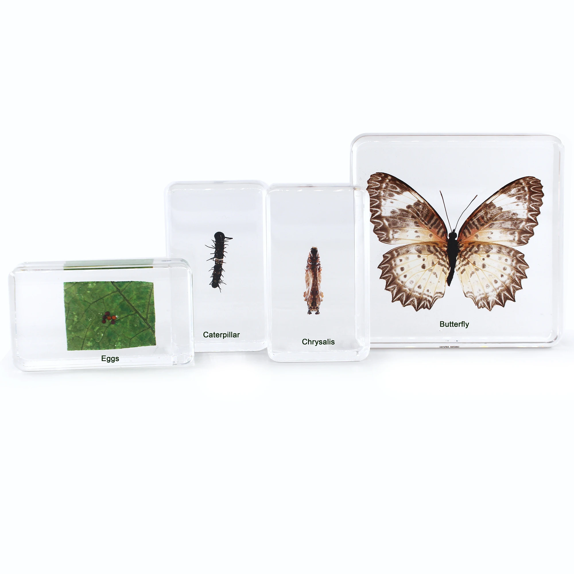 Wholesale teaching resources Butterfly Life Cycle science teaching equipment high transparent epoxy resin preserved specimen