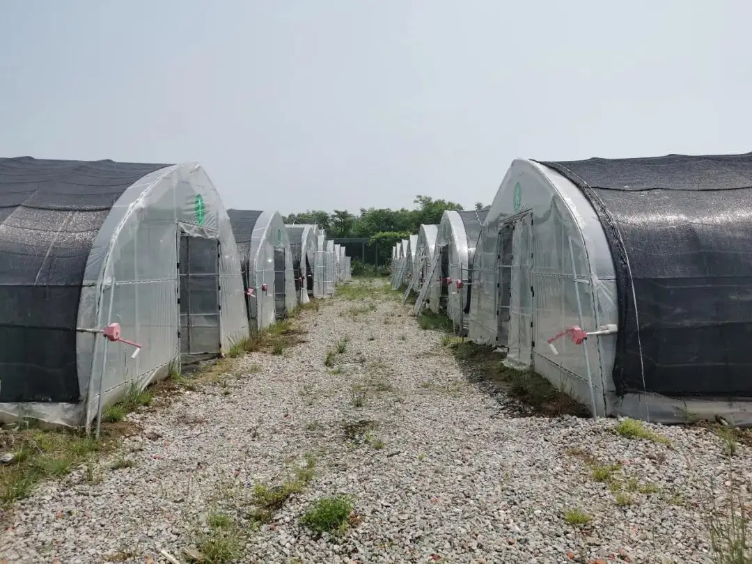 Gothic Arch Greenhouse Agricultural Plastic Green Houses