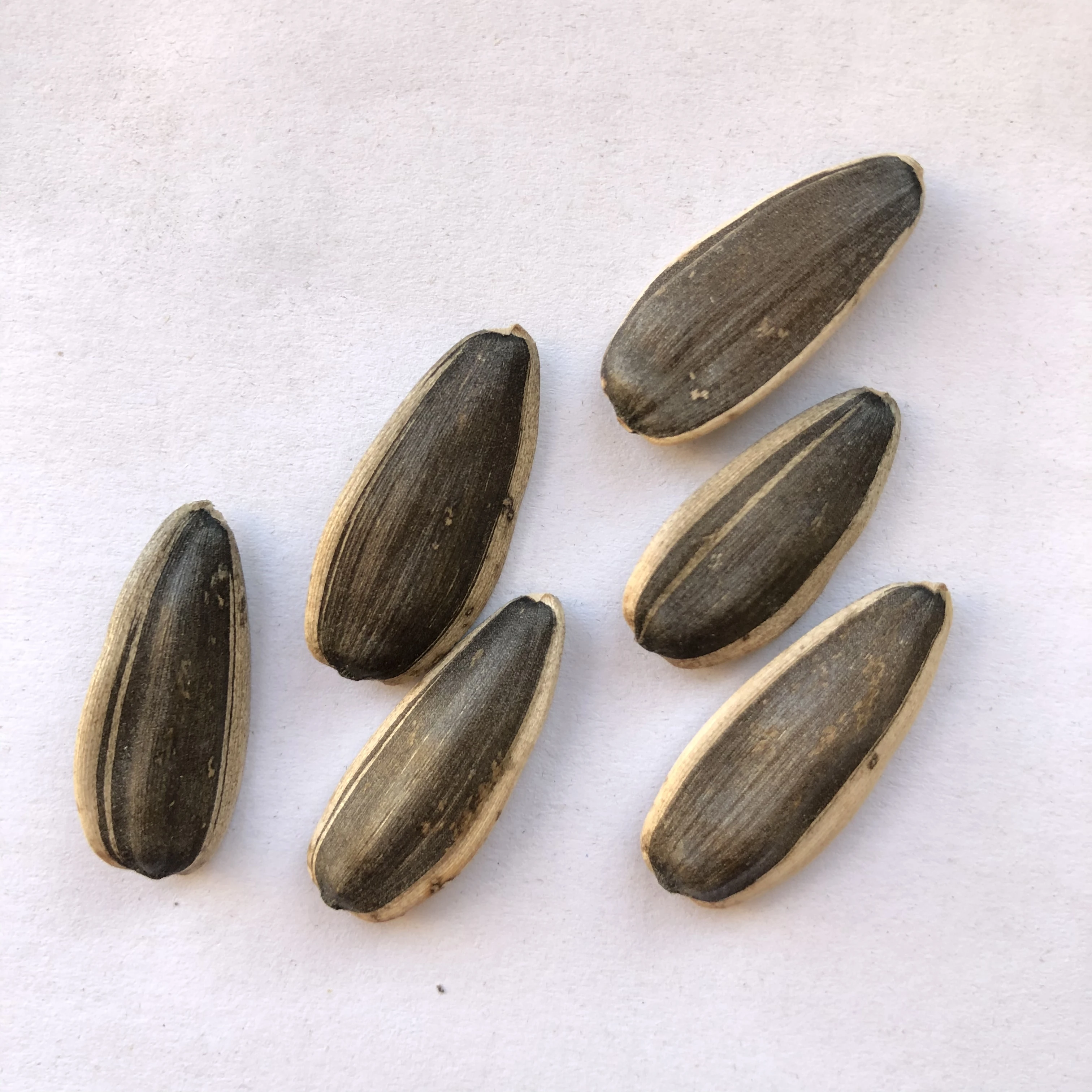 
Trusted Factory Supplier Sunflower Seeds Wholesale New Crop 2021 Sunflower Seeds For Factory for human consumption 