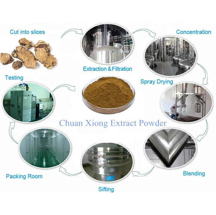 High Quality Natural Ligusticum/Chuan Xiong Extract Powder in Bulk