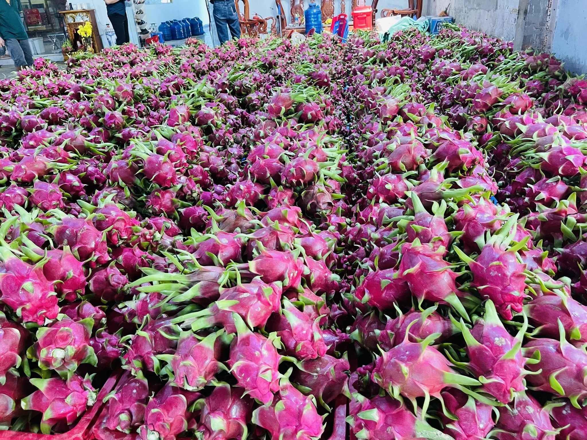 Vietnam Dragon Fruit Export To India Hong Kong Tropical Fresh Fruit 100% Maturity With Common  WHATSAP 0084 989 322 607