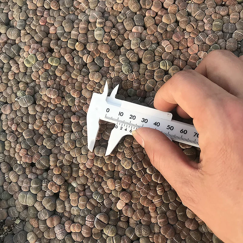 
lithops dinteranthus Stone Lithops seeding 0.3-1cm 1000-1200 pieces lithops live plant 