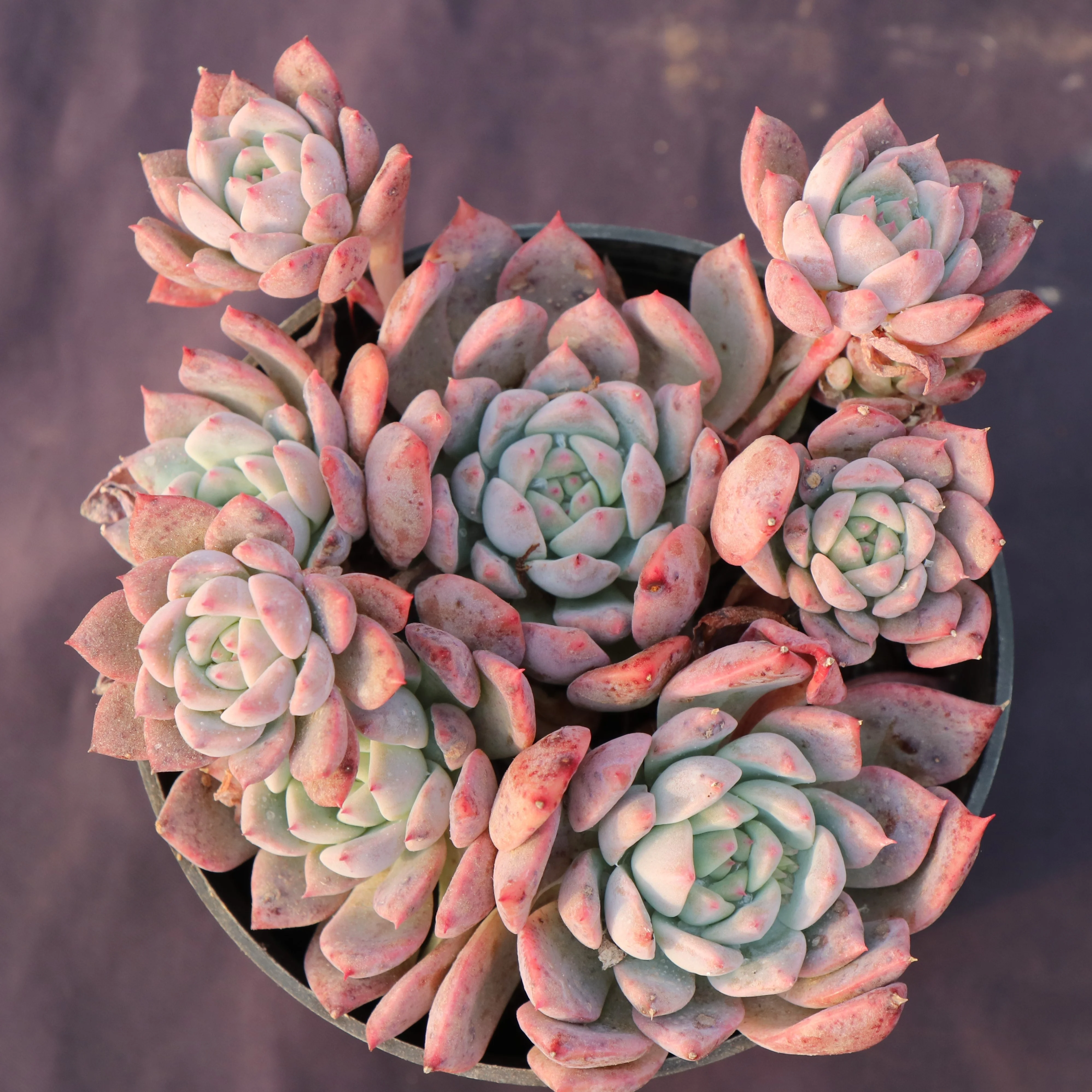 
Garden decoration echeveria gorgeous live natural succulenet plants house plant with attracive price 