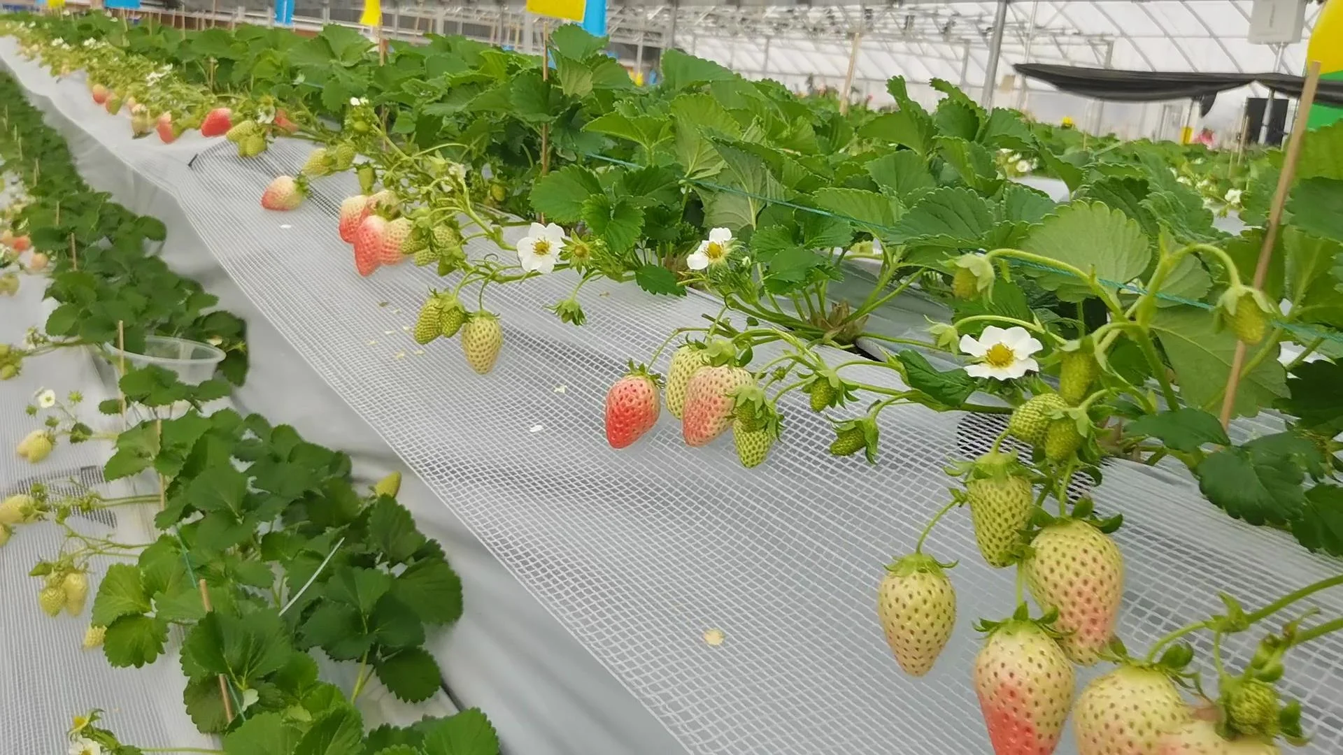 Drip Irrigation Planting Greenhouse Substrate Soilless Cultivation Balcony Planting  With Tomato Strawberry