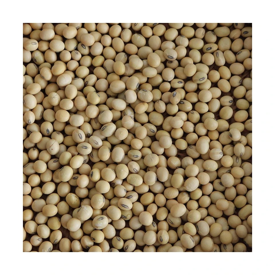 
Best Price Superior Quality Cheap Wholesale Soybeans Organic Yellow Soybeans 