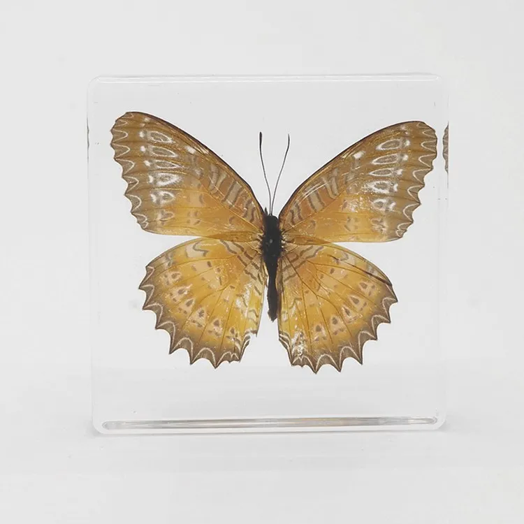 Коллекция образцов насекомых из натуральной смолы в виде