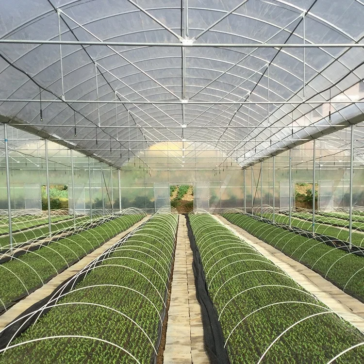 Factory custom size tomato growing flower multi span film green house agriculture greenhouse for tropical climate