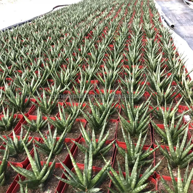 Все типы растений sansevieria