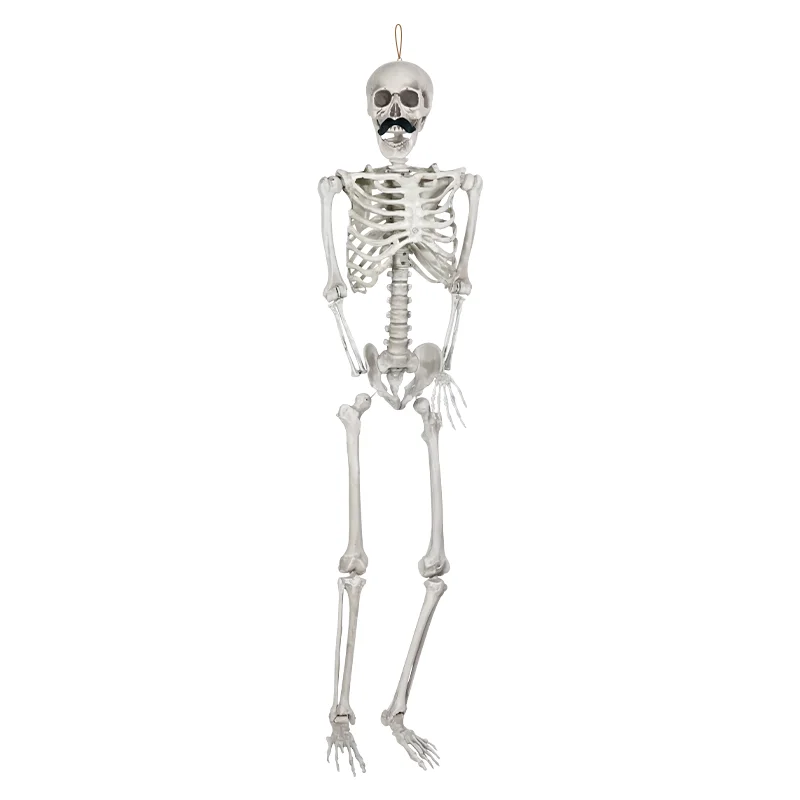 Flexible Life Size 165CM Anatomy Plastic Halloween Human Skeleton For Sale