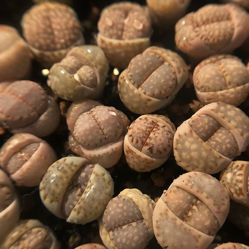 
biscuits lithops on pot cactus succulent plants living stones farm 