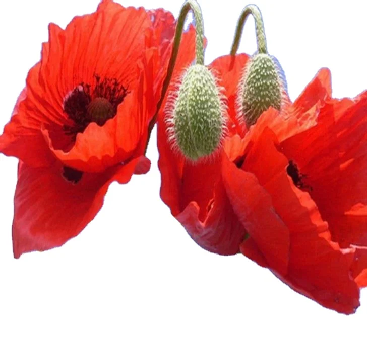 Natural new mixed Red Poppy Flowers Papaver rhoeas seeds for sowing in garden or park