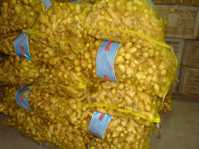 China factory sale 22 kg Mesh Bag Fresh Yellow Shandong Ginger Jengibre Gingembre