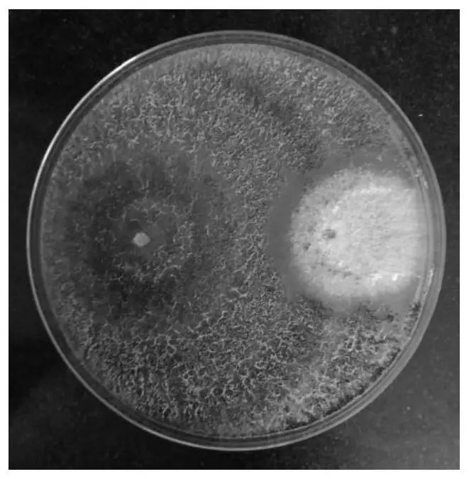 Trichoderma asperellum cepa t34 10 млрд КОЕ/г в качестве