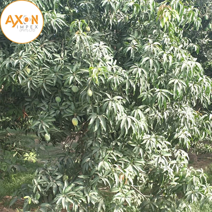 Манго ферма Пакистанская здоровая Органическая манго дешевая с 100% тропической природы свежие фрукты Wahapy еды Пакистан