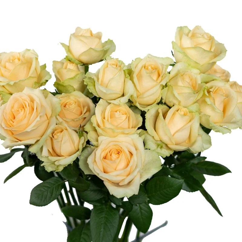 China Wholesale Long Stem Natural Bulk Fresh Cut Flowers Roses for Wedding Decoration