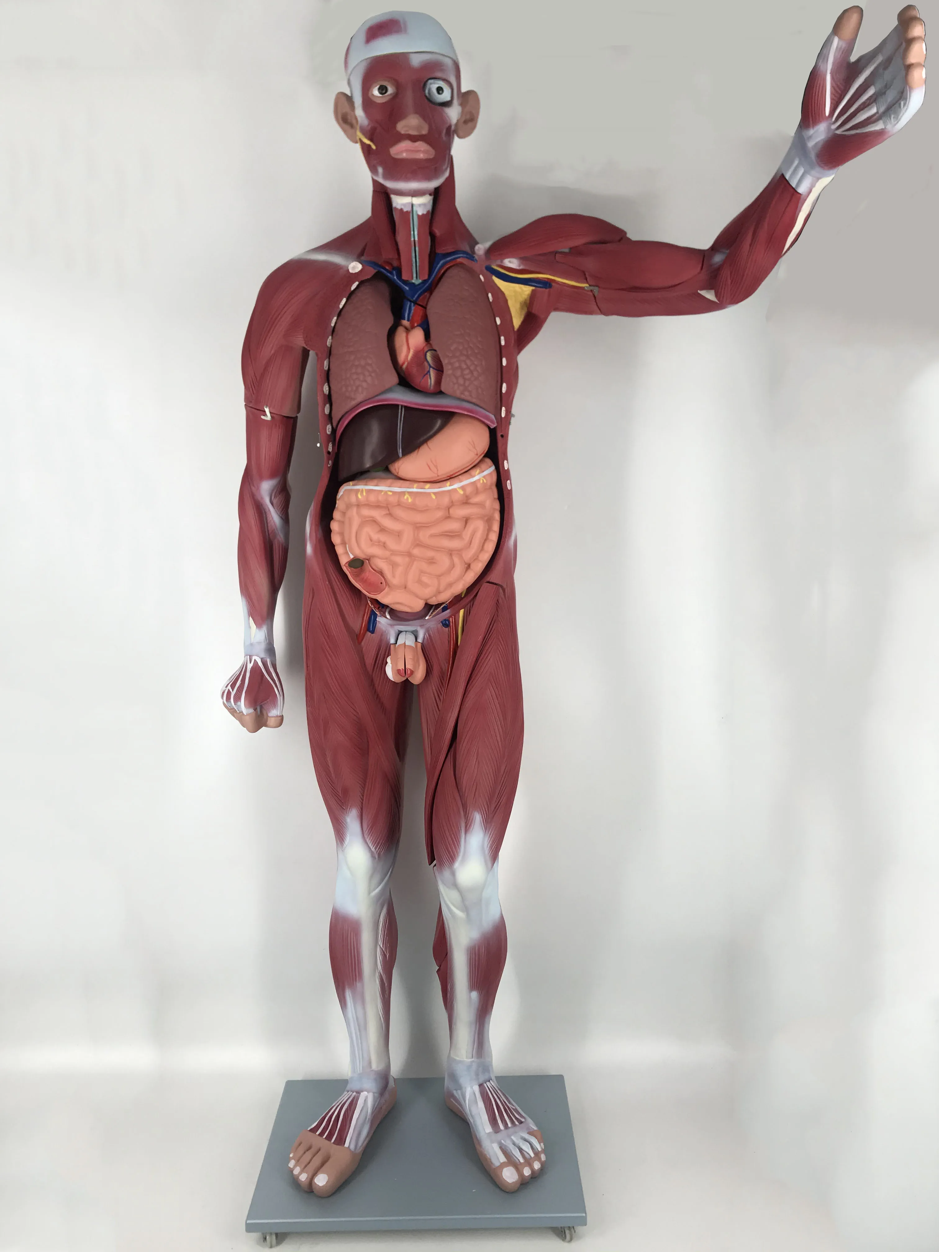 170cm Life Size Human Body Muscle Anatomical Model With Internal Organs