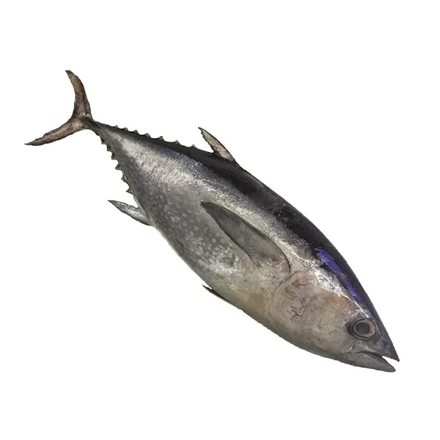 Fresh Seafrozen Whole Bigeye Tuna Fish
