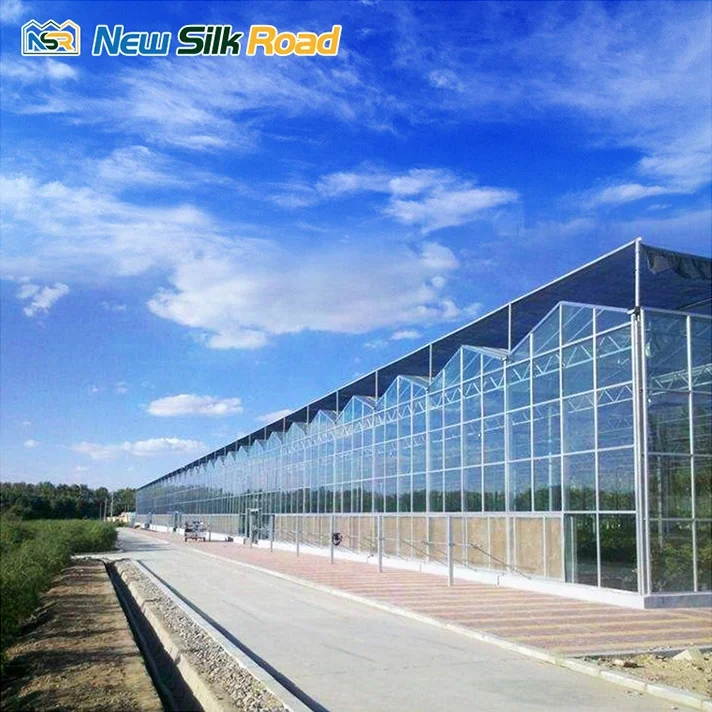 NSR Greenhouse High Quality Multi-span Agricultural Glass for Sale