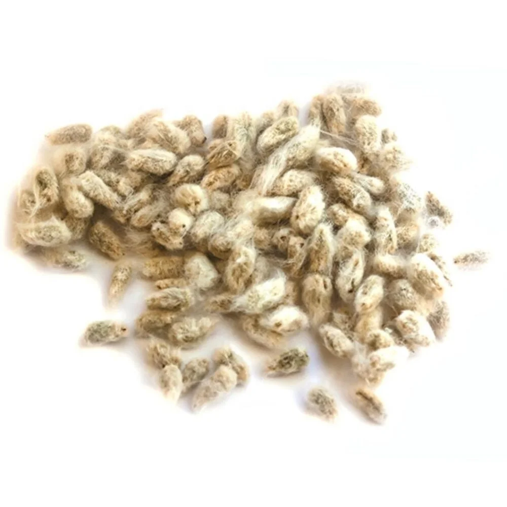 Cotton seeds for wholesale prices